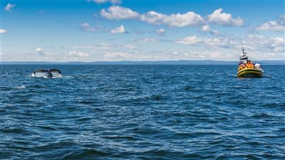 Whale Watching in Tadoussac